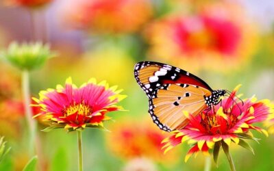 Cómo certificar un jardín de mariposas y polinizadores en EEUU