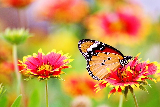 Cómo certificar un jardín de mariposas y polinizadores en EEUU