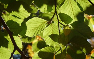 Green Jobs Network oferta trabajos que salvaguardan la tierra